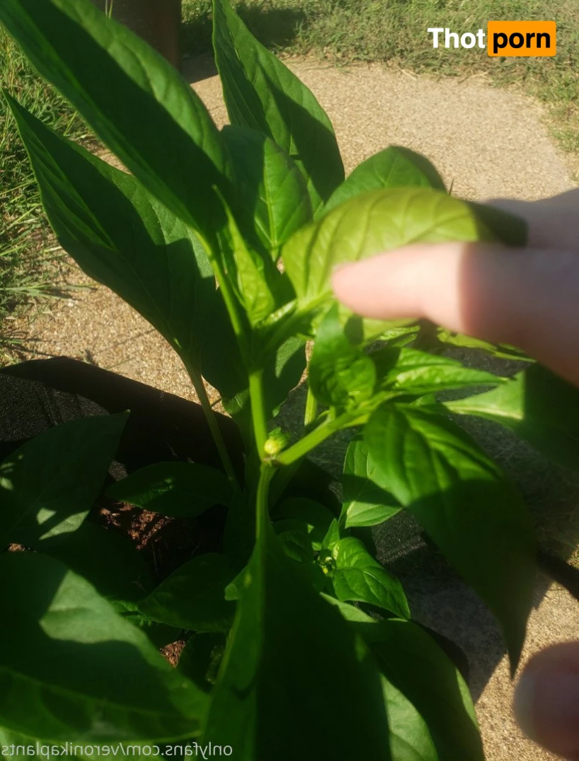 veronikaplants 4799338