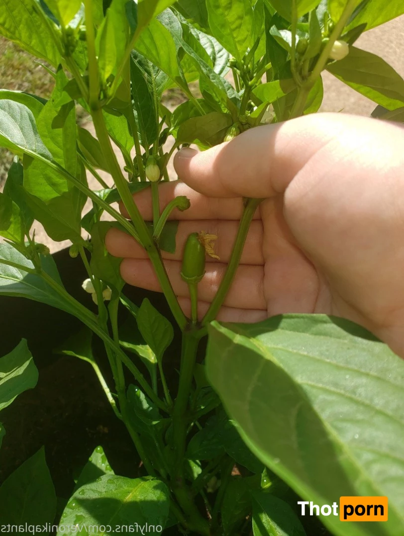 veronikaplants 4799341