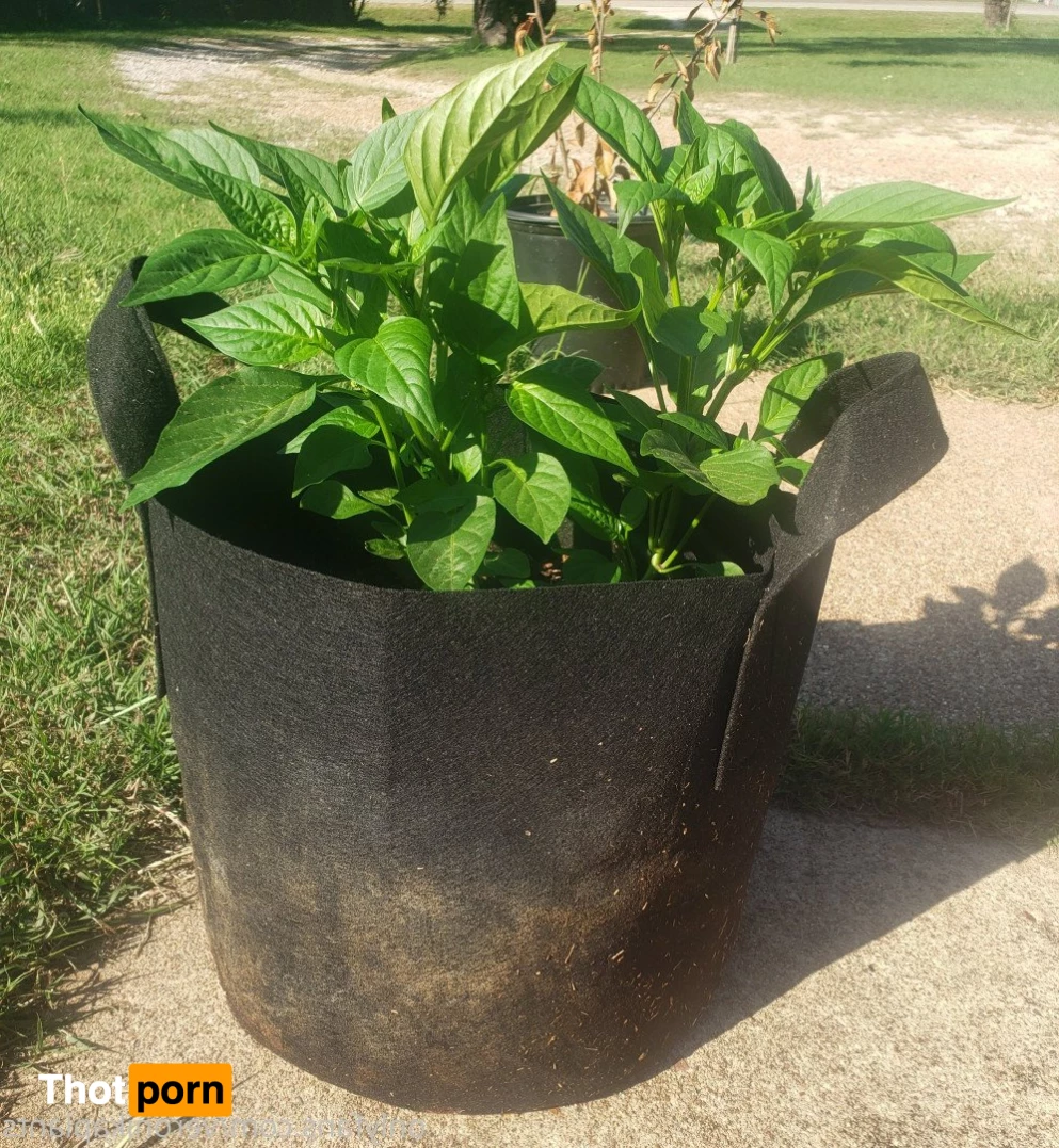 veronikaplants 4799344