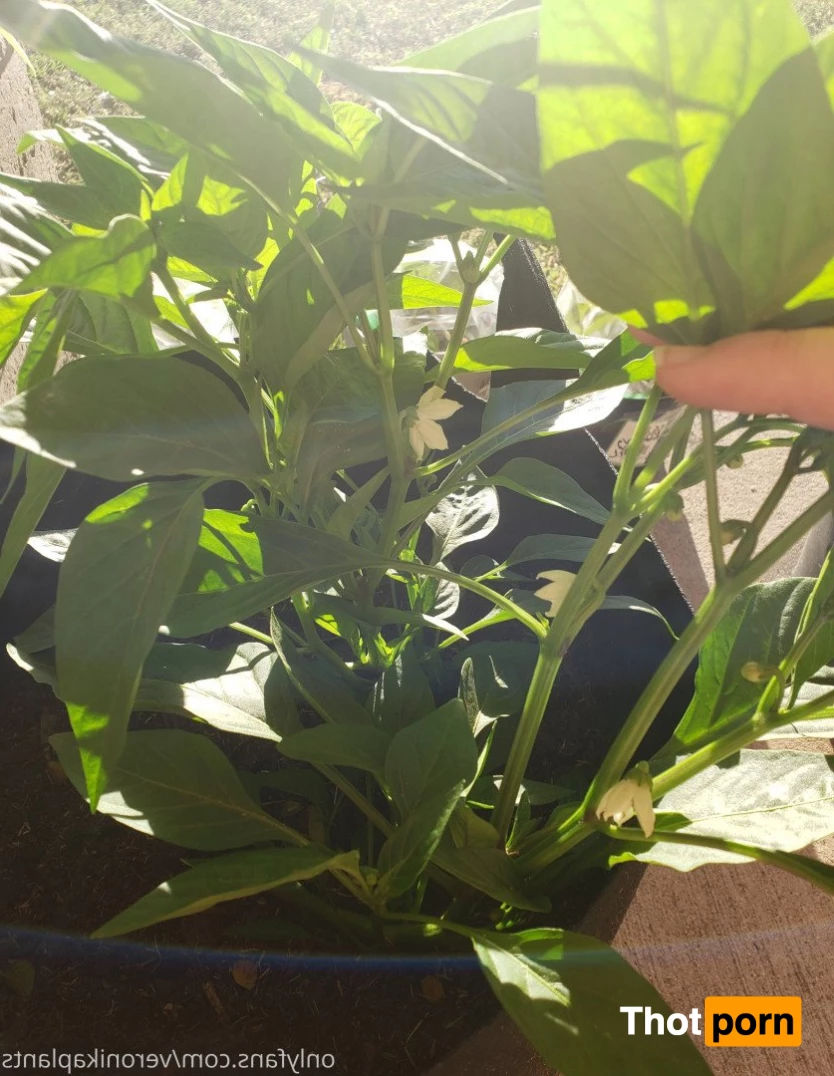 veronikaplants 4799355