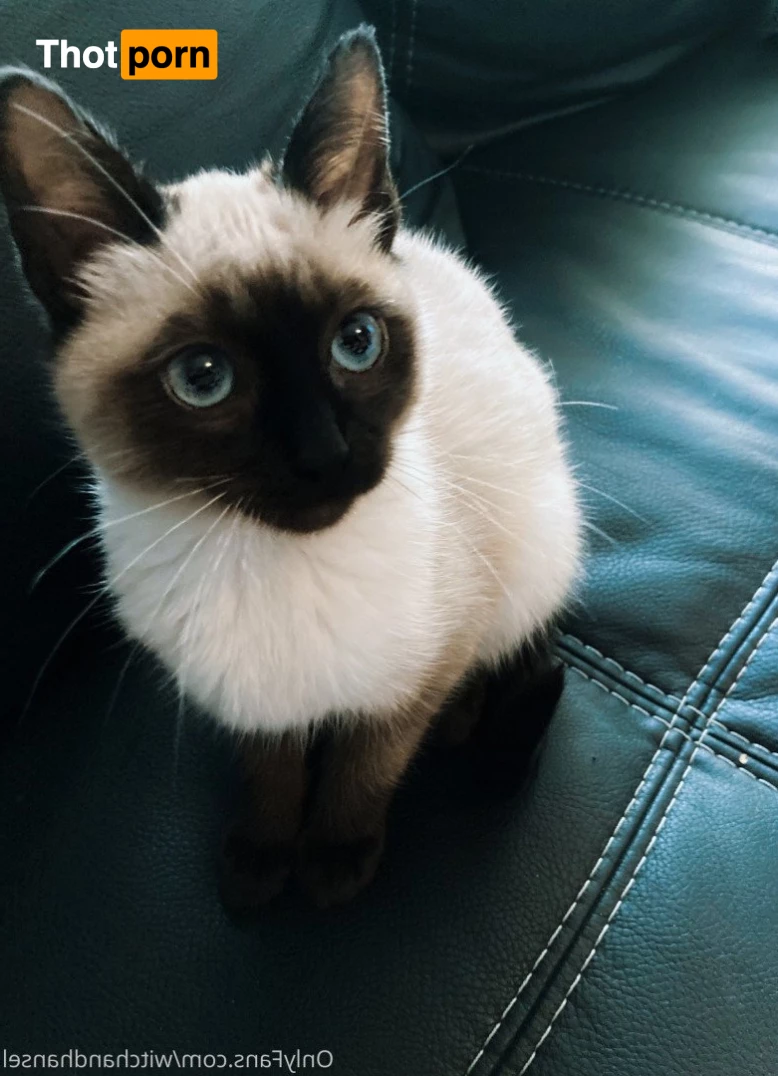 witchandhansel 4775209