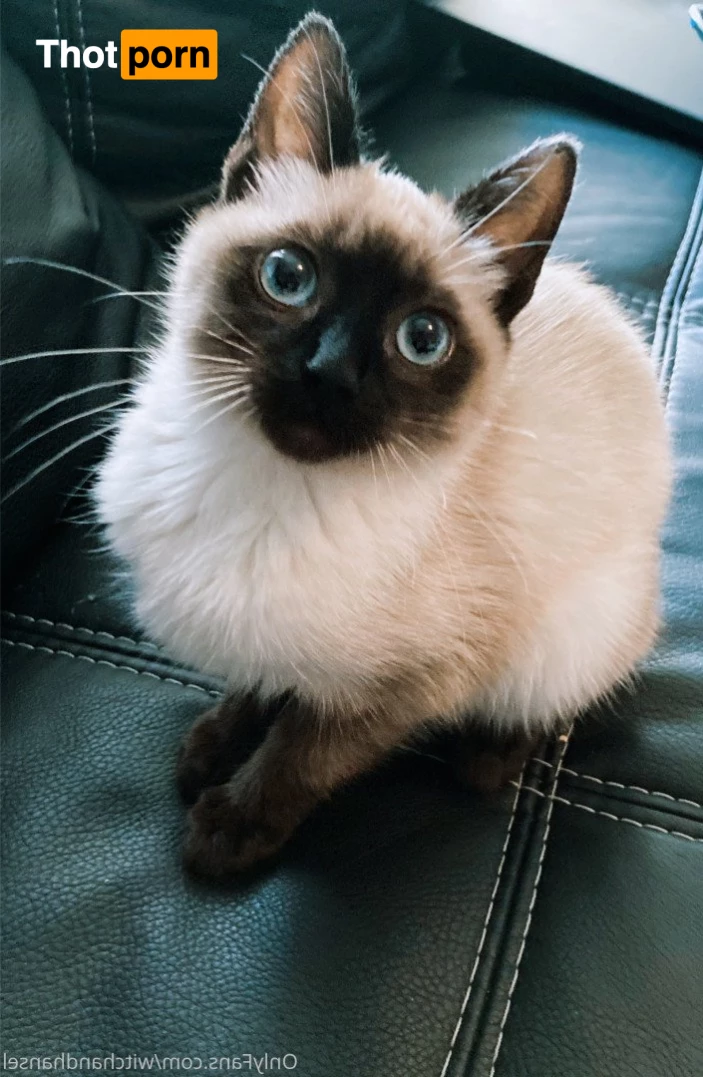 witchandhansel 4775228