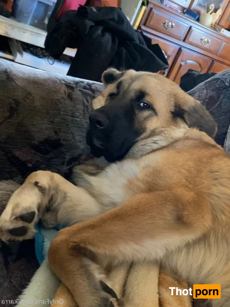 Bimbo supreme with extra yeast 4733864