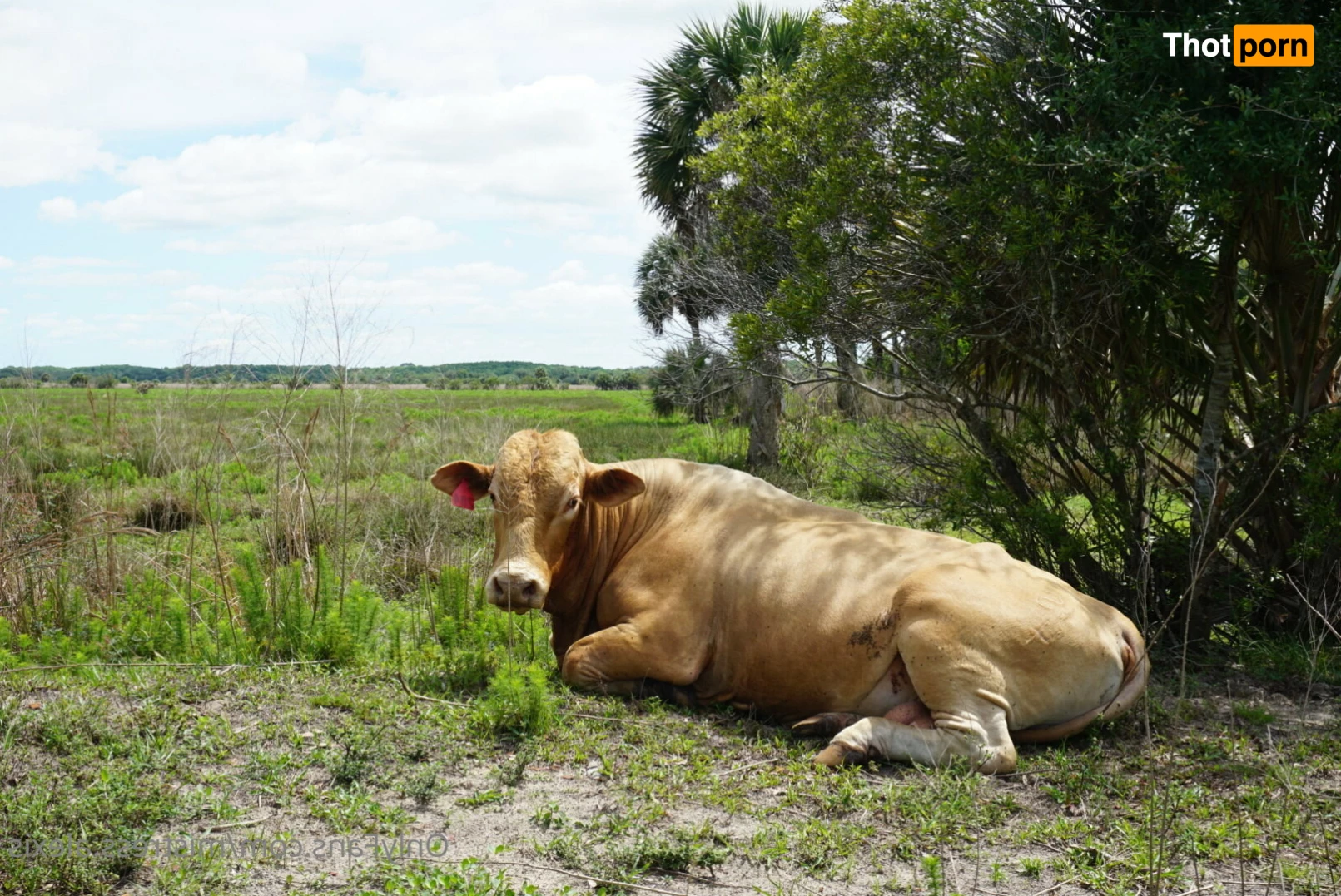 Mistress A 🖤⛓💋 10690409