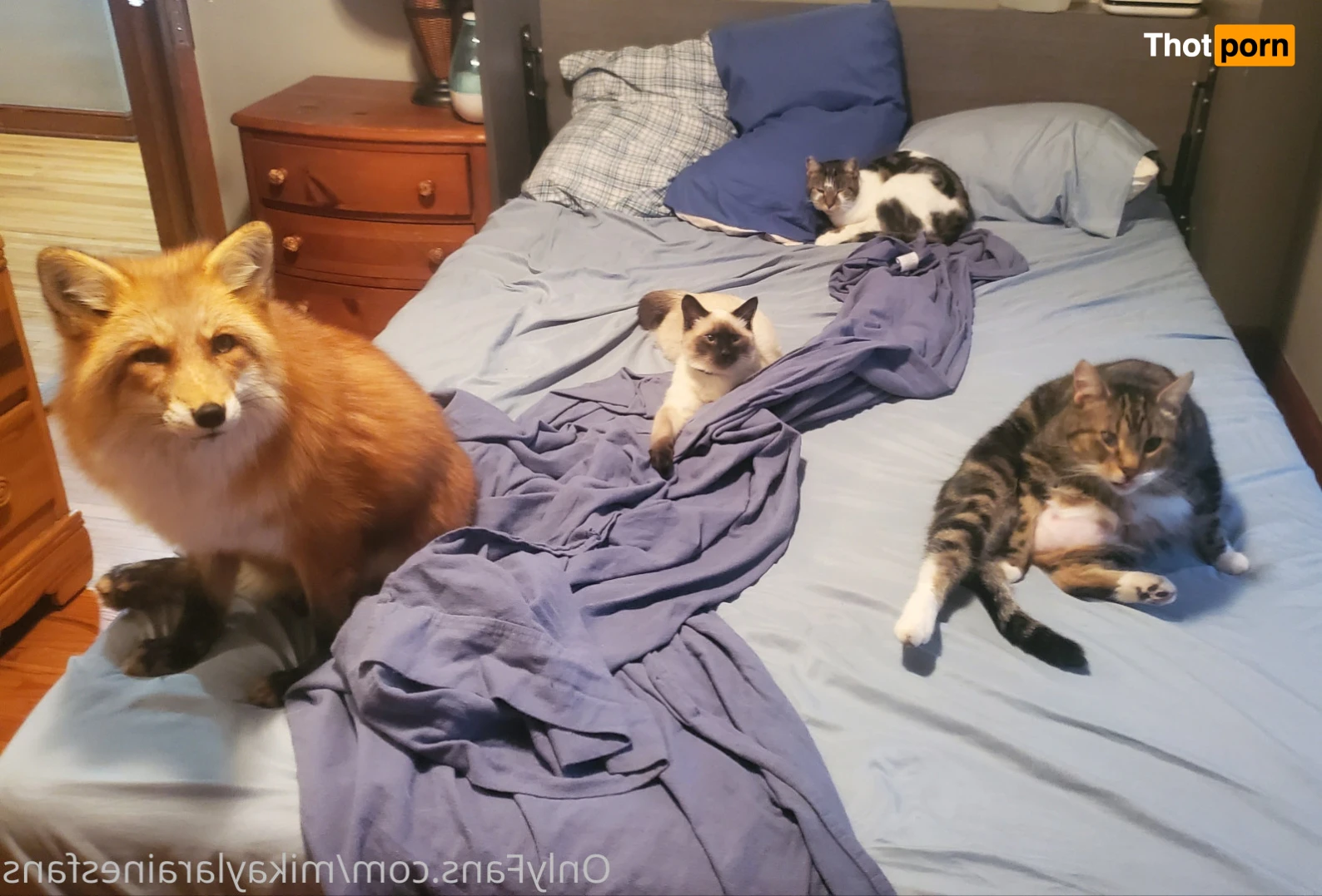 Mikayla Raines 15041835