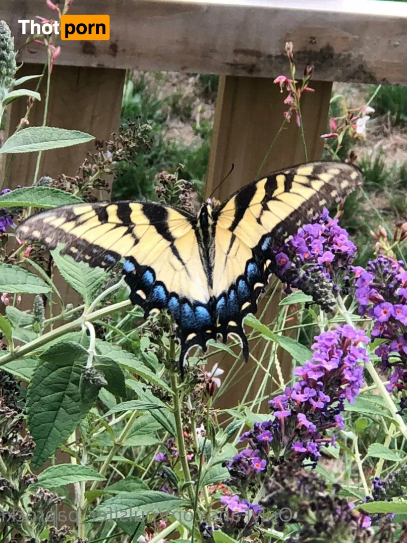 Pulsifer Paprocki 4708263