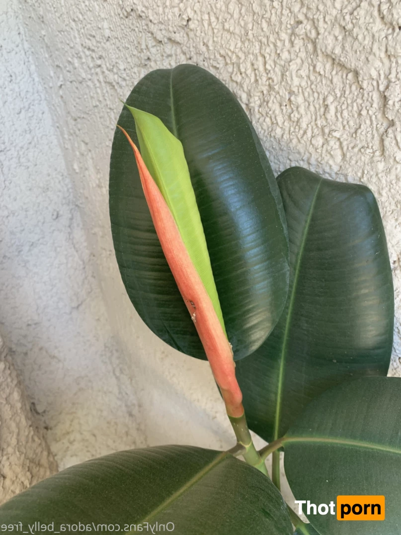 Adora Bell Free 7582954