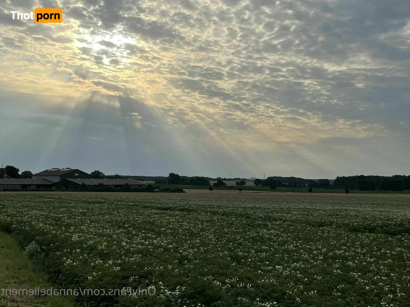 Anna Bellement 14309588