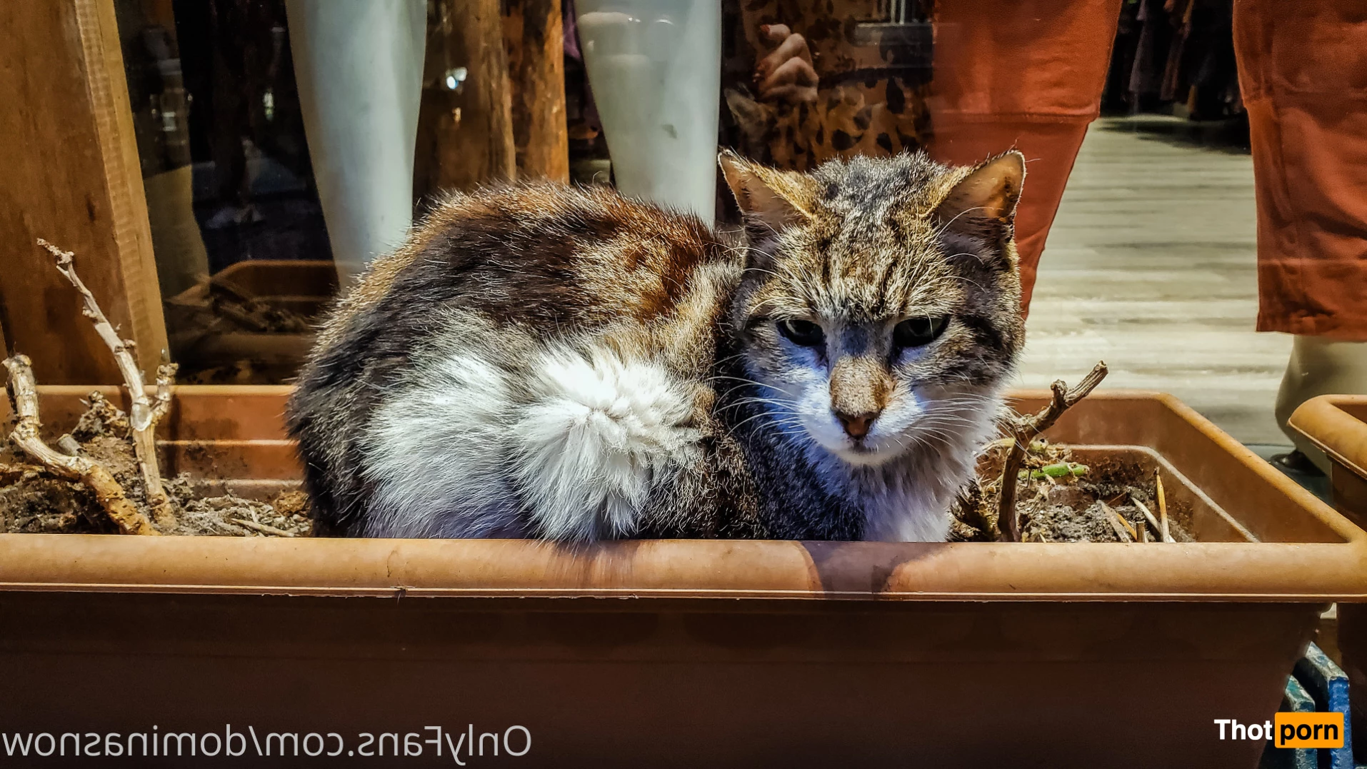 Goddess Alexandra Snow 6424140