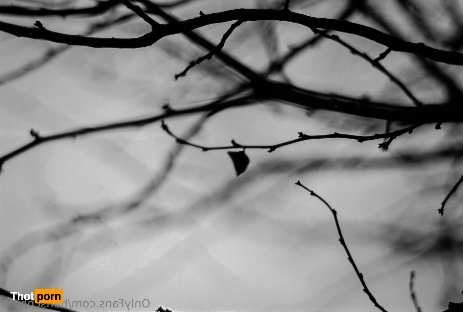 Hans C Photography 10492233