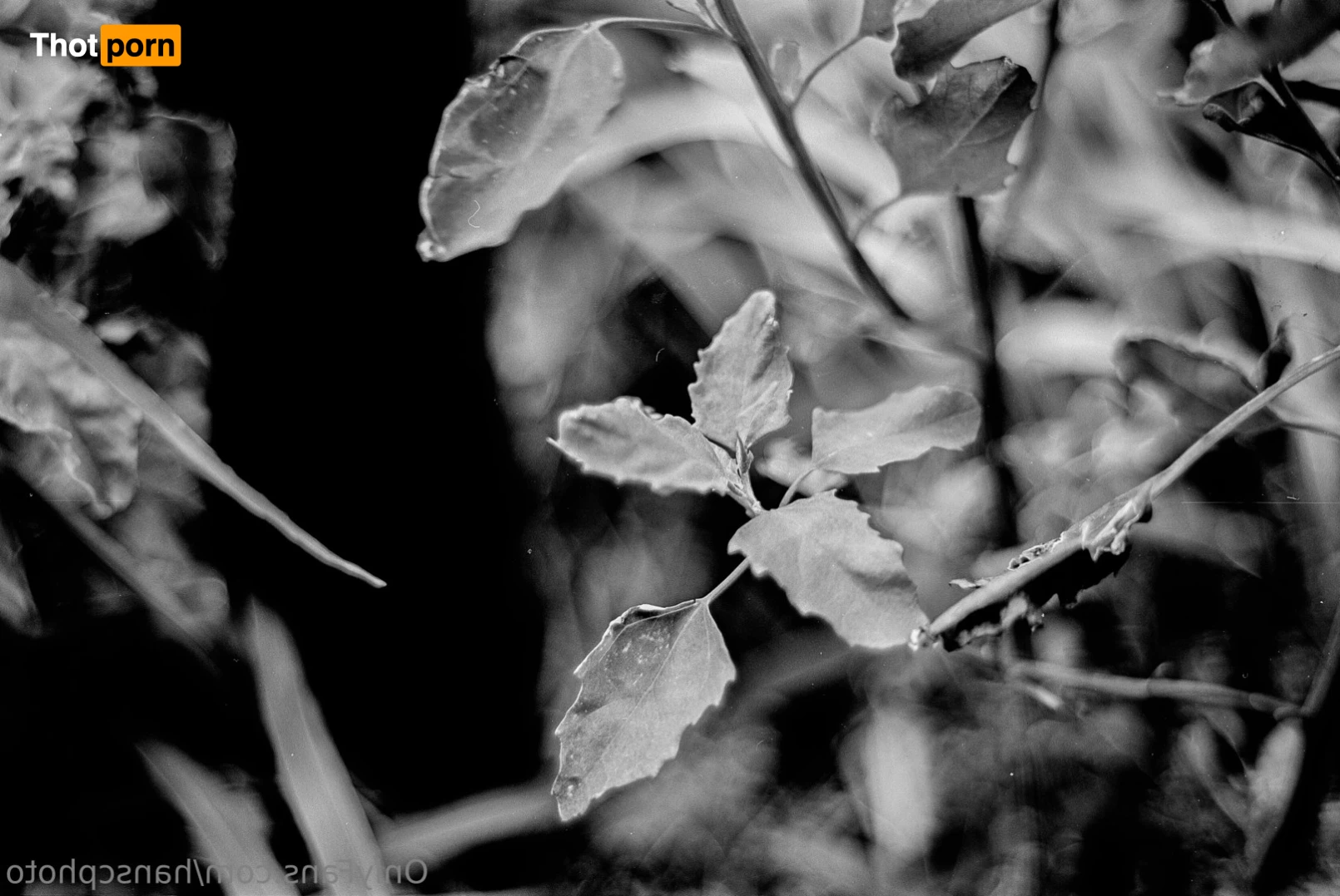 Hans C Photography 10492284