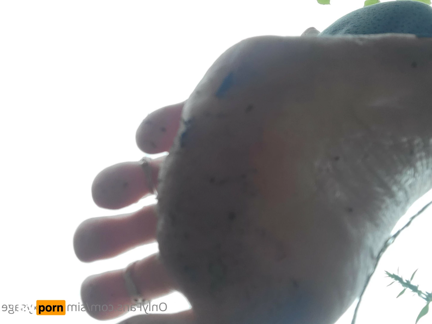 Simply Sexy Sage 6928142