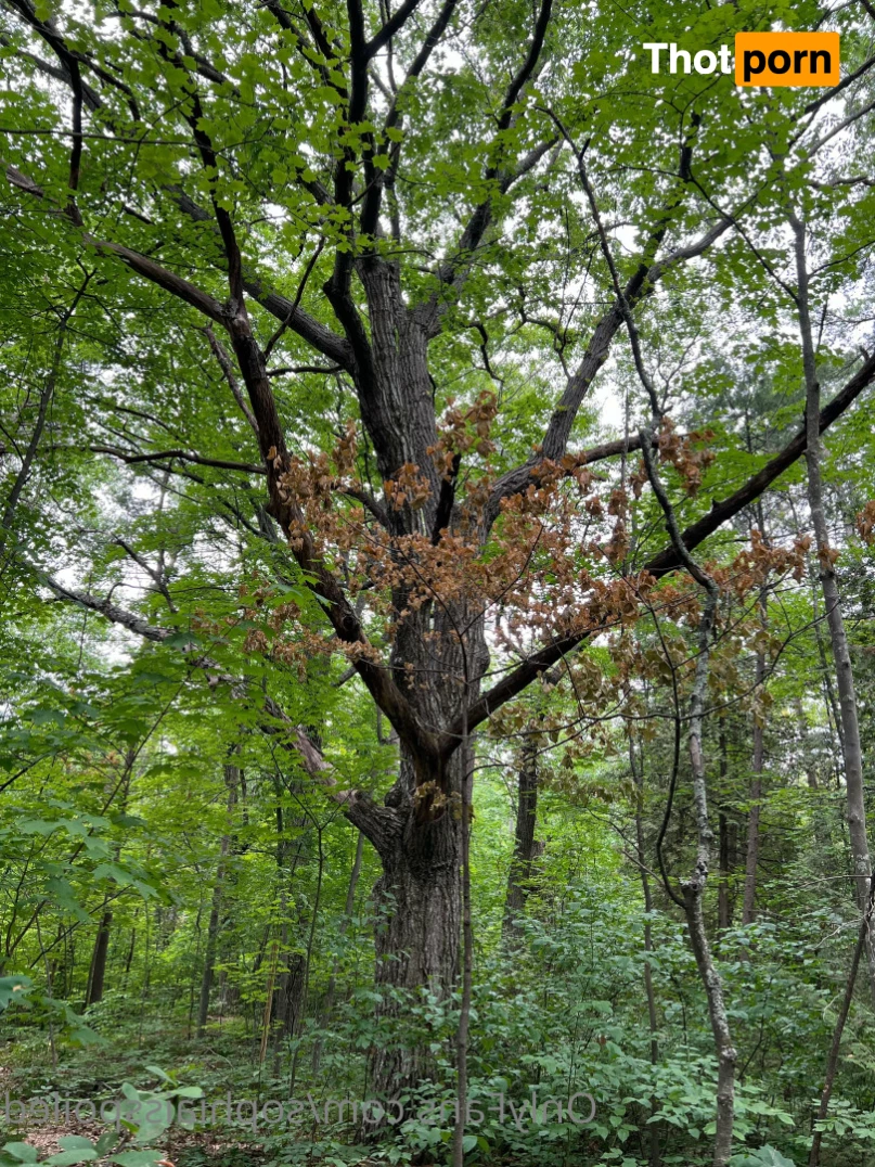 Miss Sophia Nyx 💰 7098561