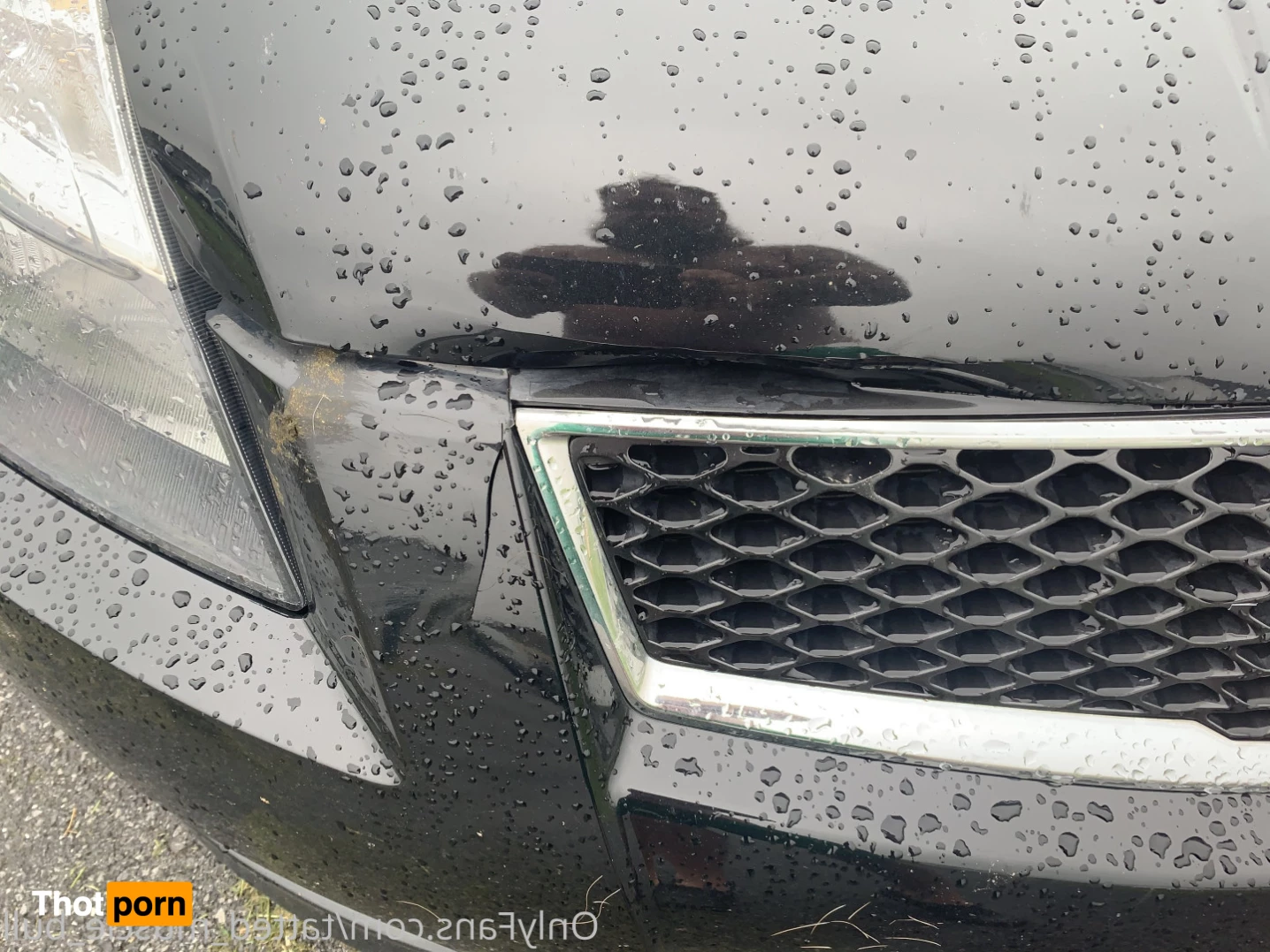 TattedMuscleBull 6631982