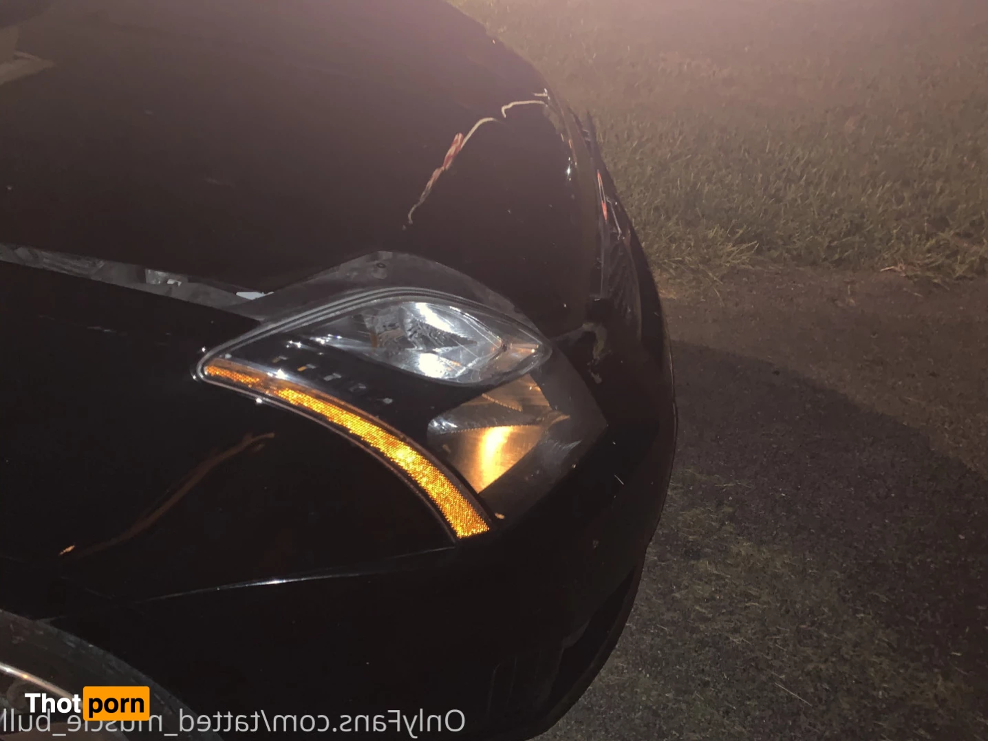 TattedMuscleBull 6632010