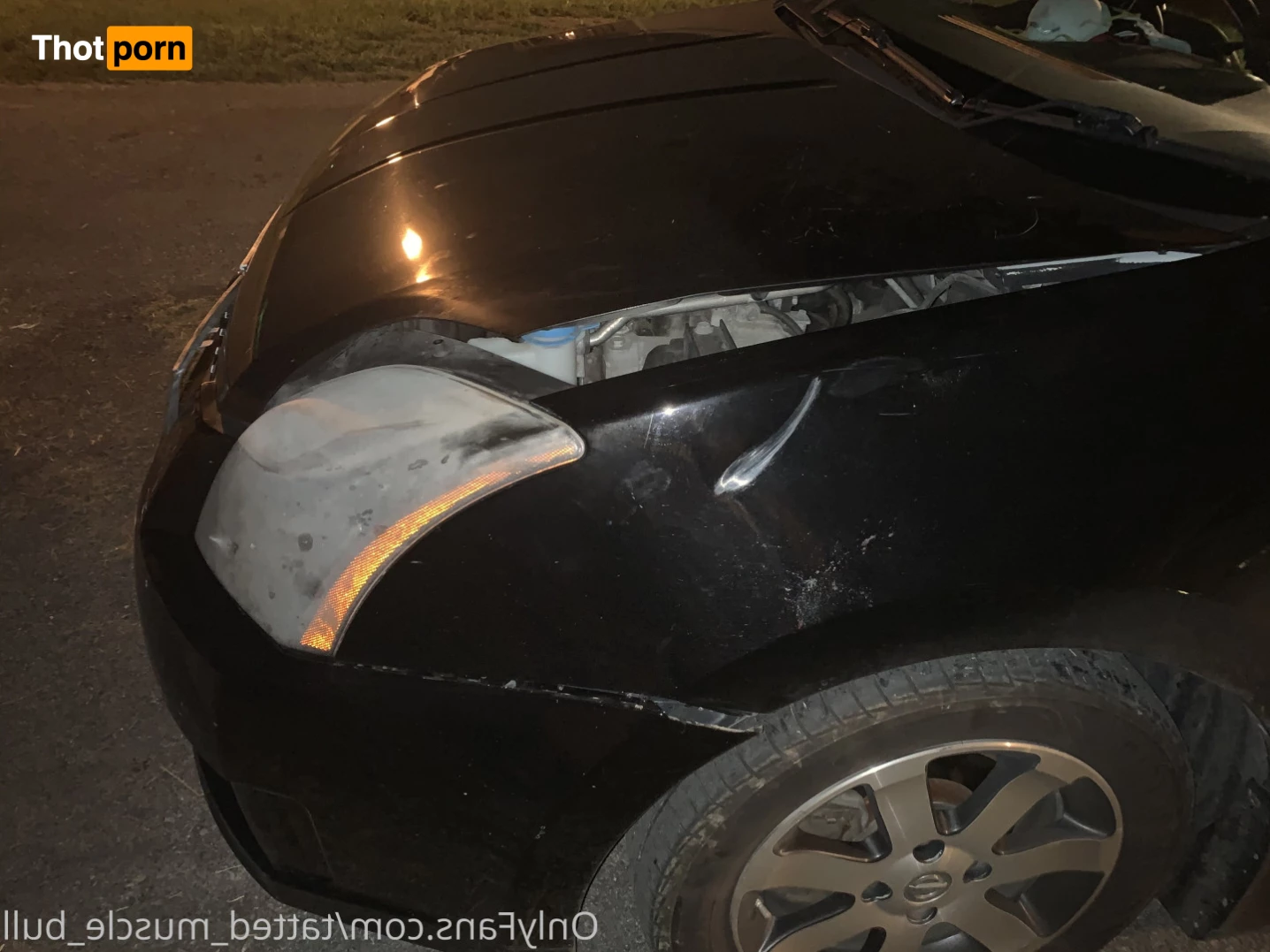 TattedMuscleBull 6632047