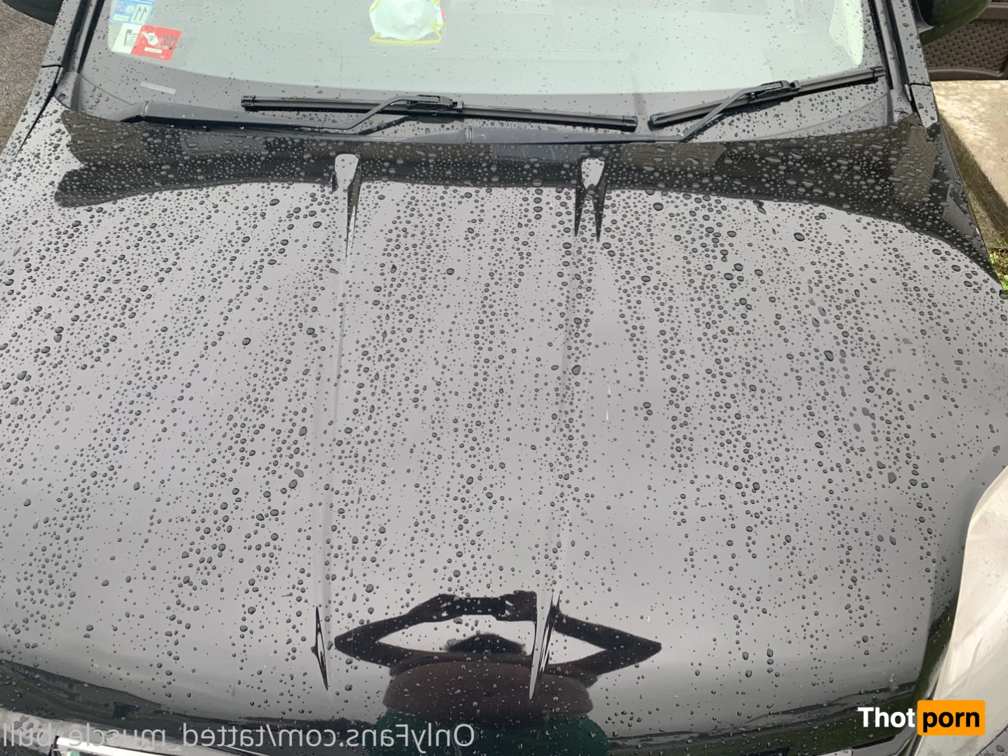 TattedMuscleBull 6632101