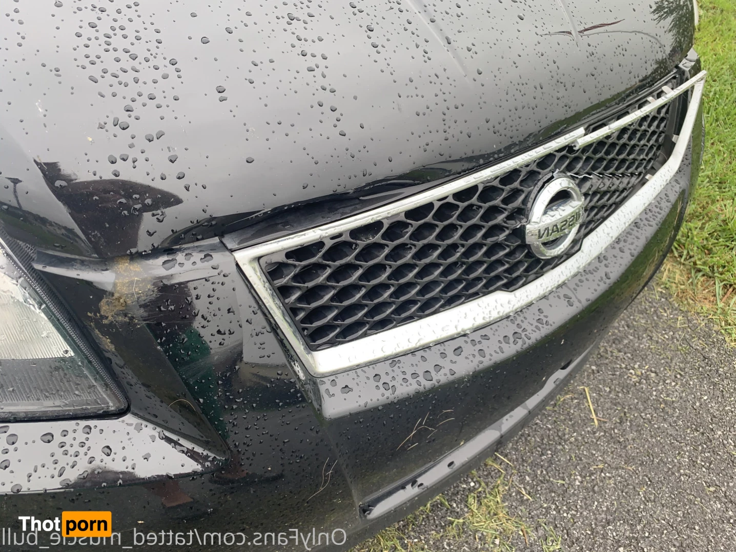 TattedMuscleBull 6632183