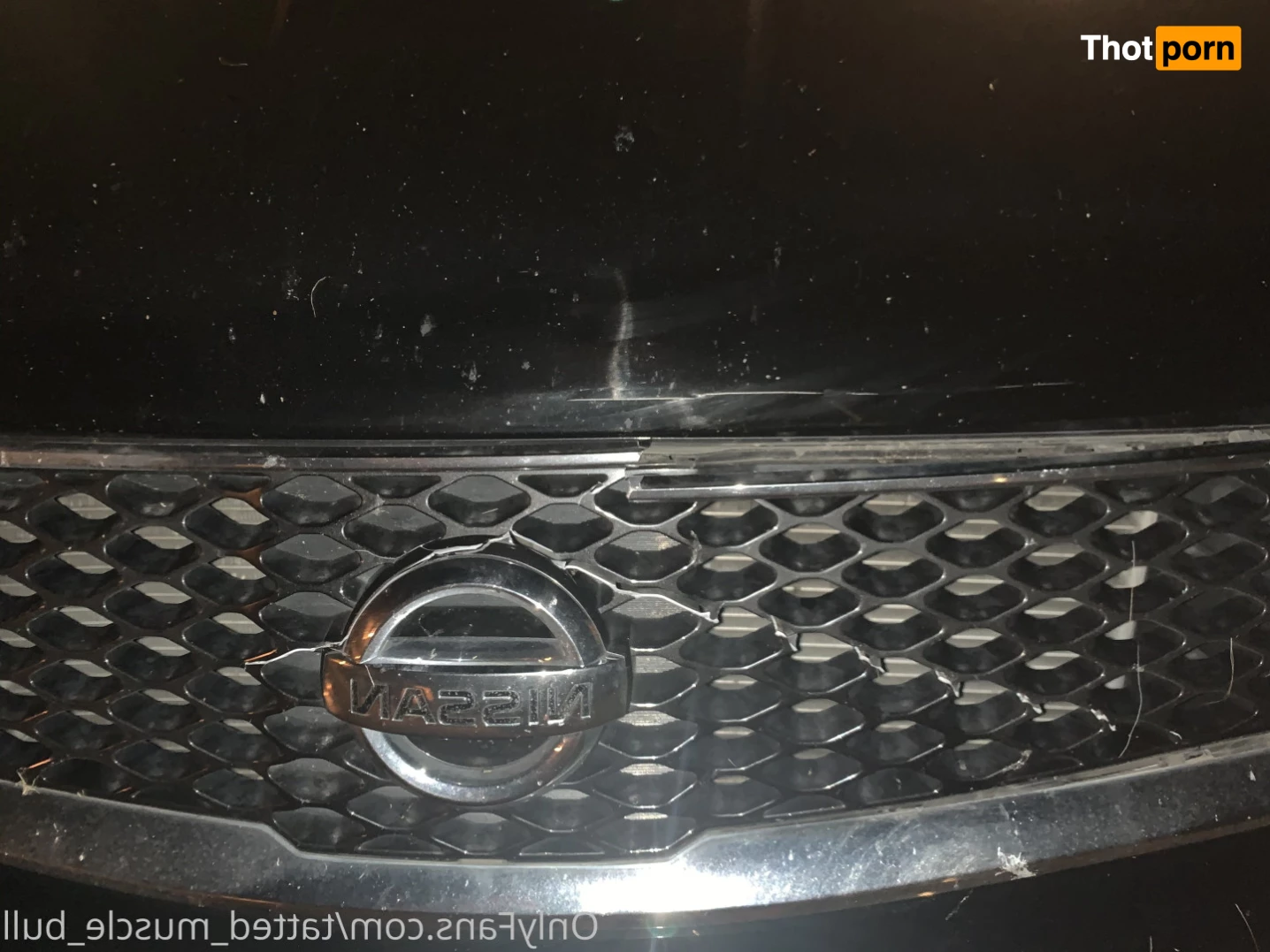 TattedMuscleBull 6632319