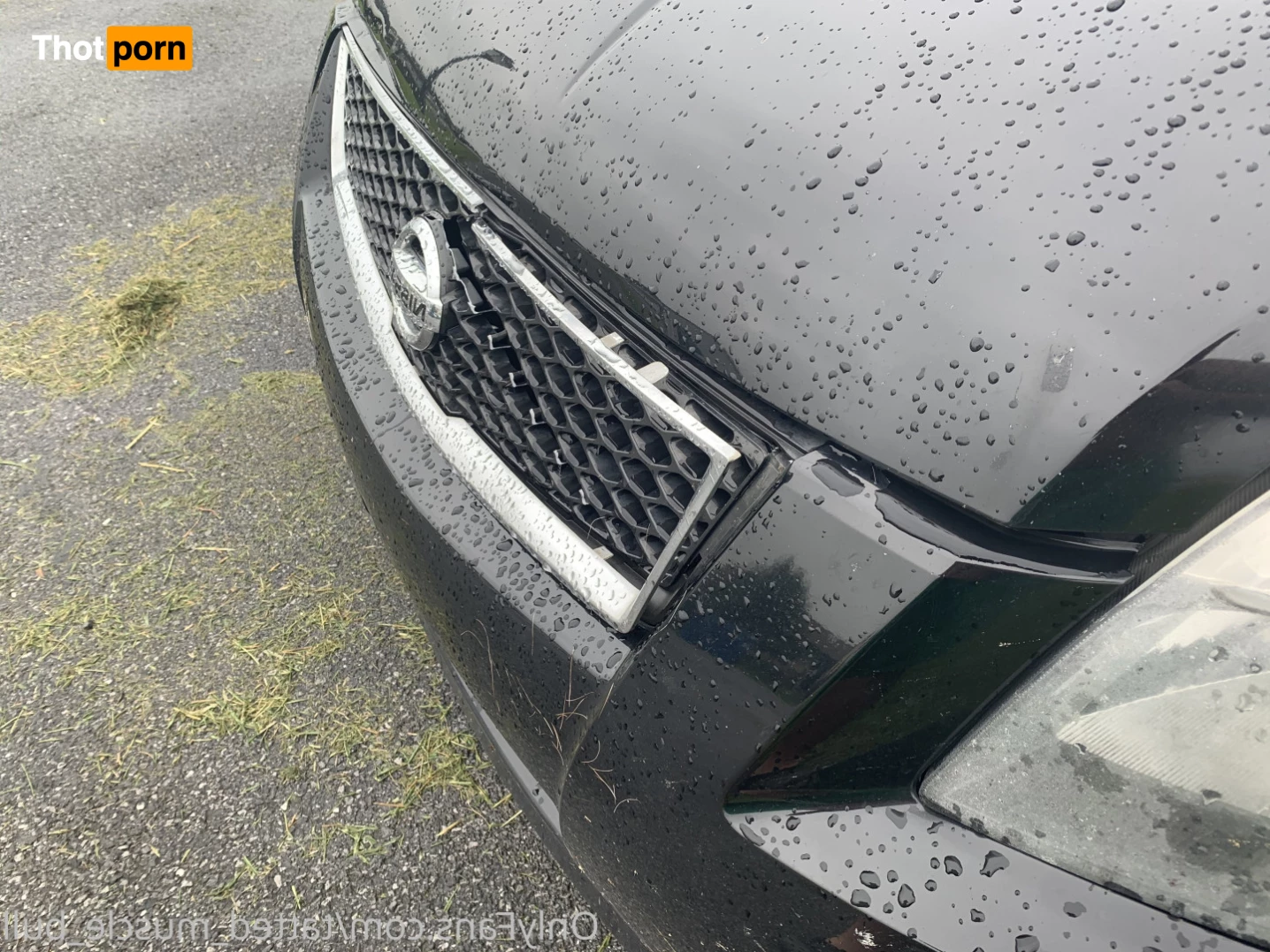 TattedMuscleBull 6632393