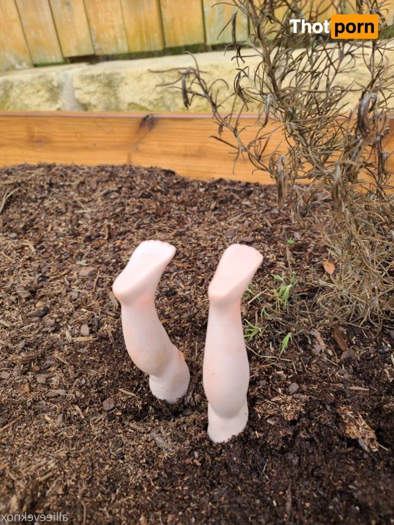 allieeveknox 15404552