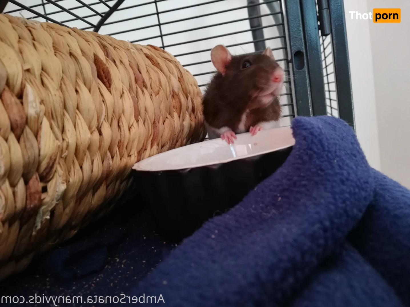 Amber Sonata 12942863