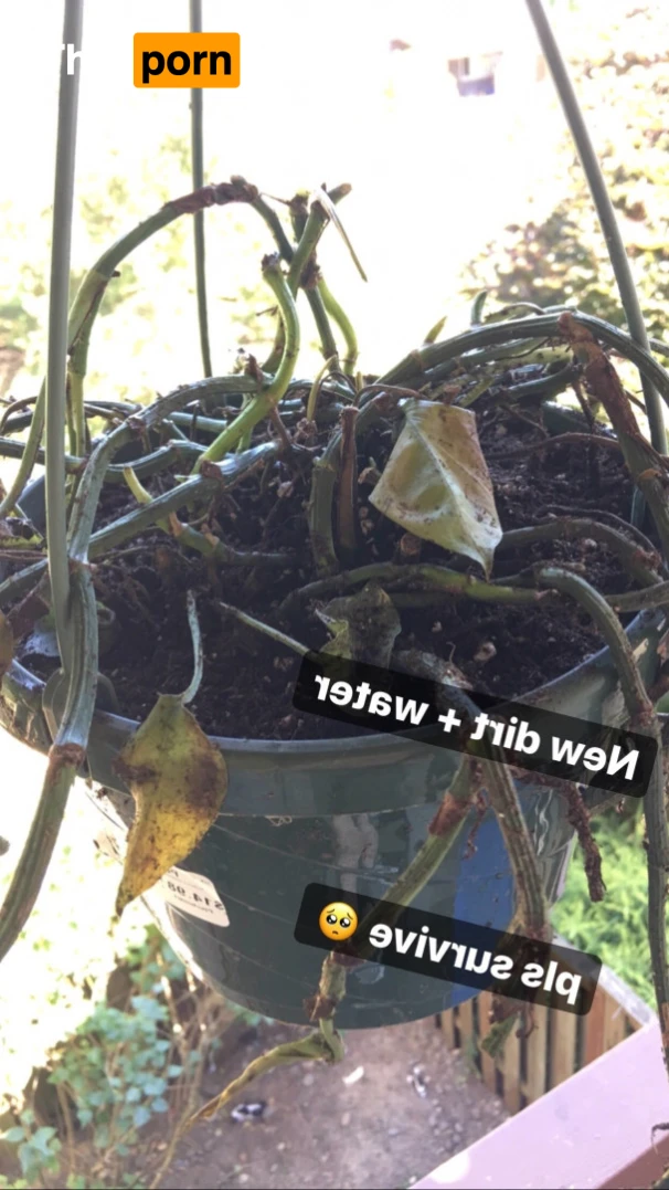 Birch Beckett 15520425