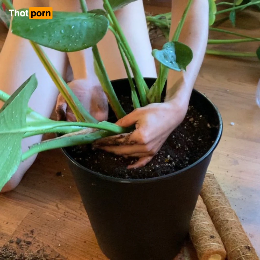 Birch Beckett 15533801