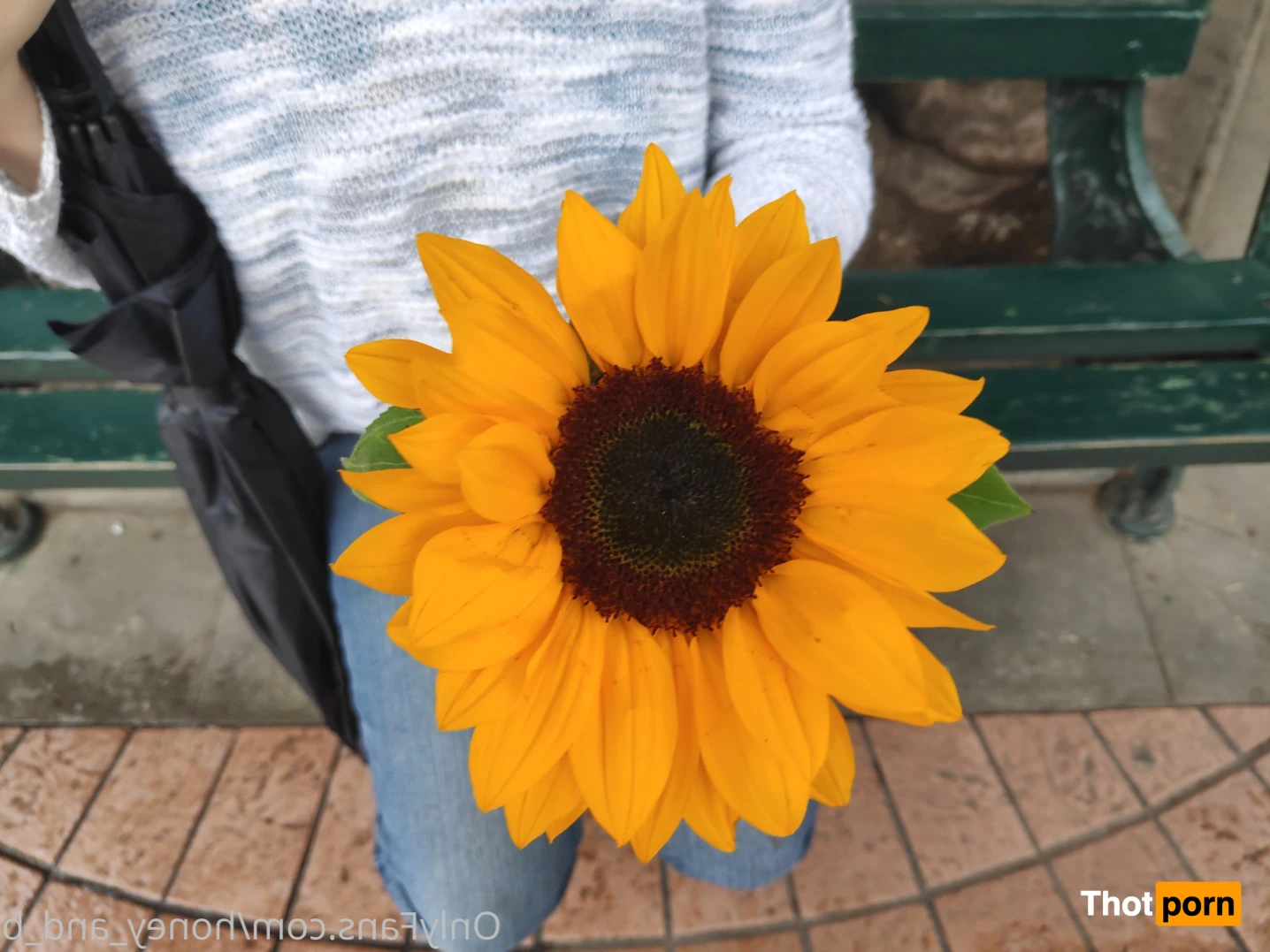 Honey and B 16353129