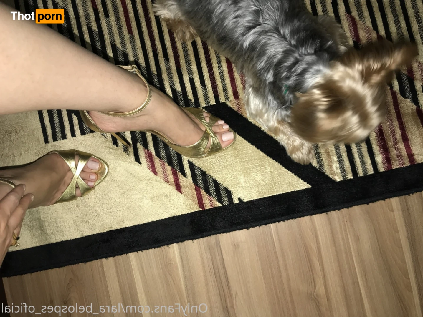 lara_belospes_oficial 14339126