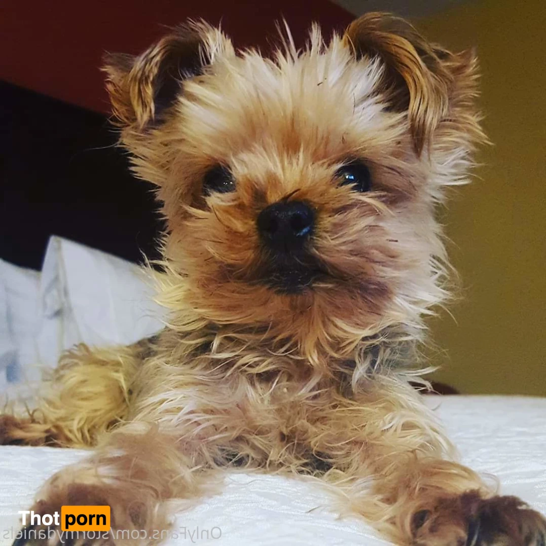 Stormy Daniels 14649618