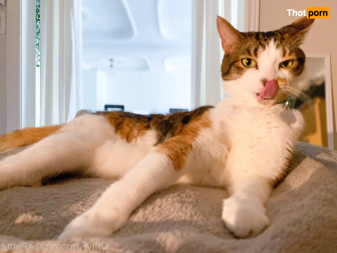 lexie ☽⋆. :･ﾟ 15928696