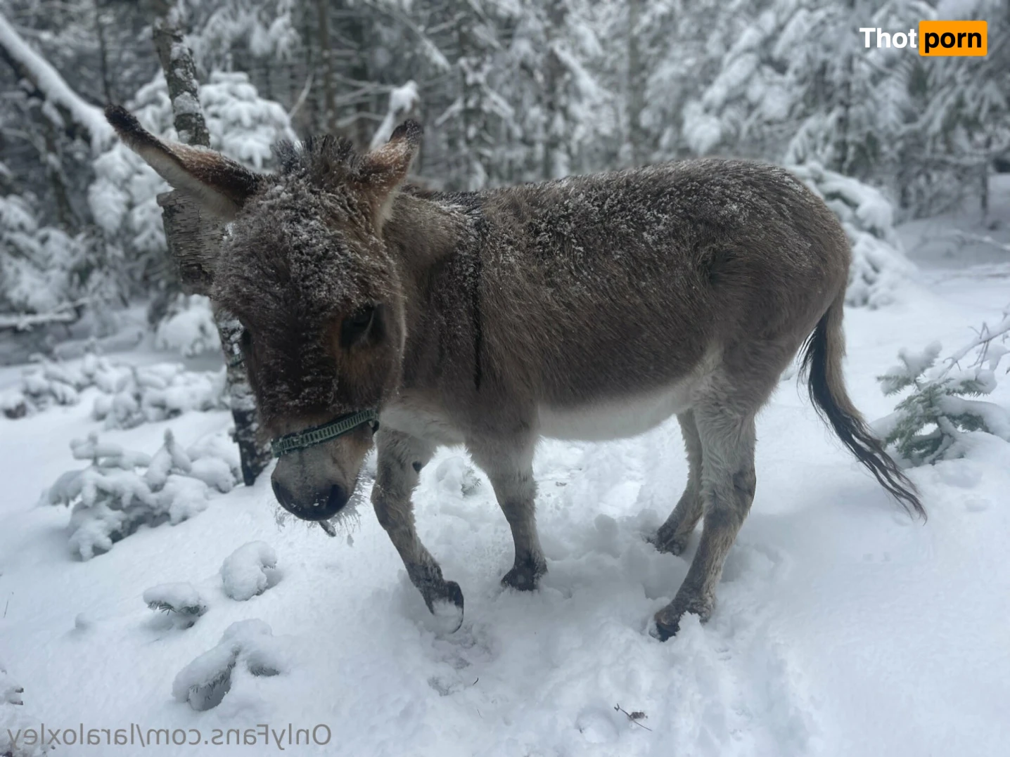 Lara Loxley 12880860