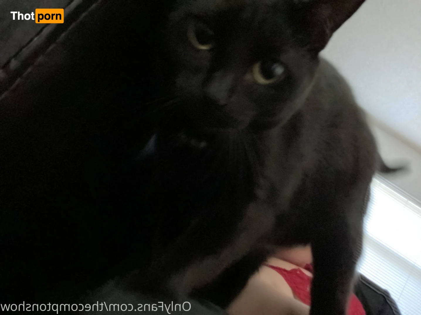 Alex Arabella  (ﾉ◕ヮ◕)ﾉ*:･ﾟ✧ 8867969