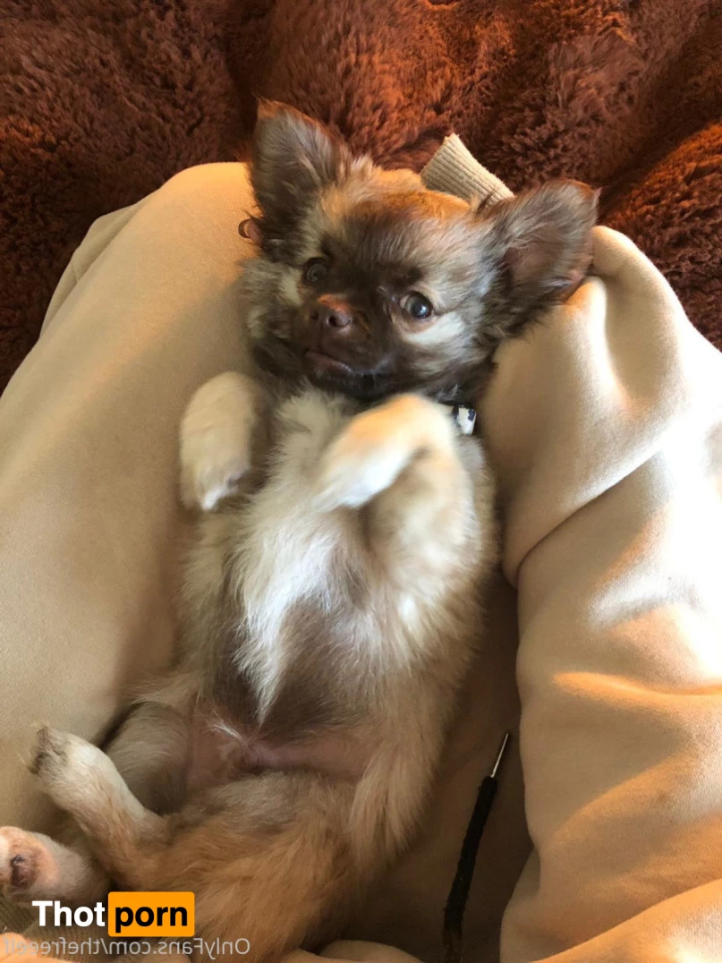 🧚🏽‍♀️ 9764464