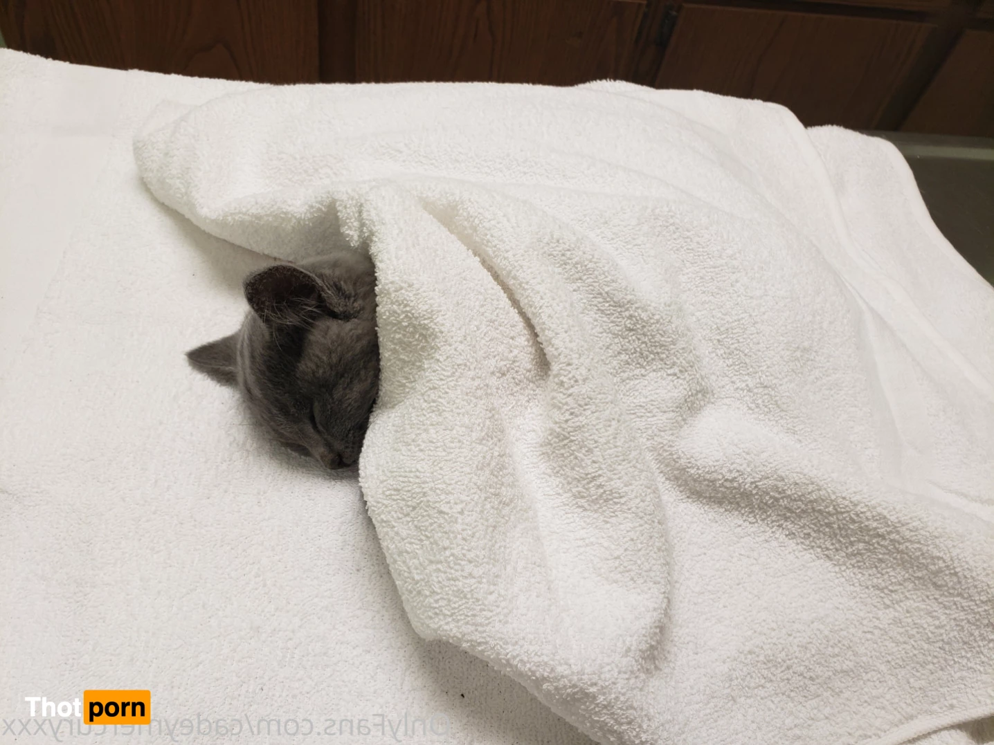 Cadey Mercury 🌟 $ app: cadeymercuryxxx🌟 8730915