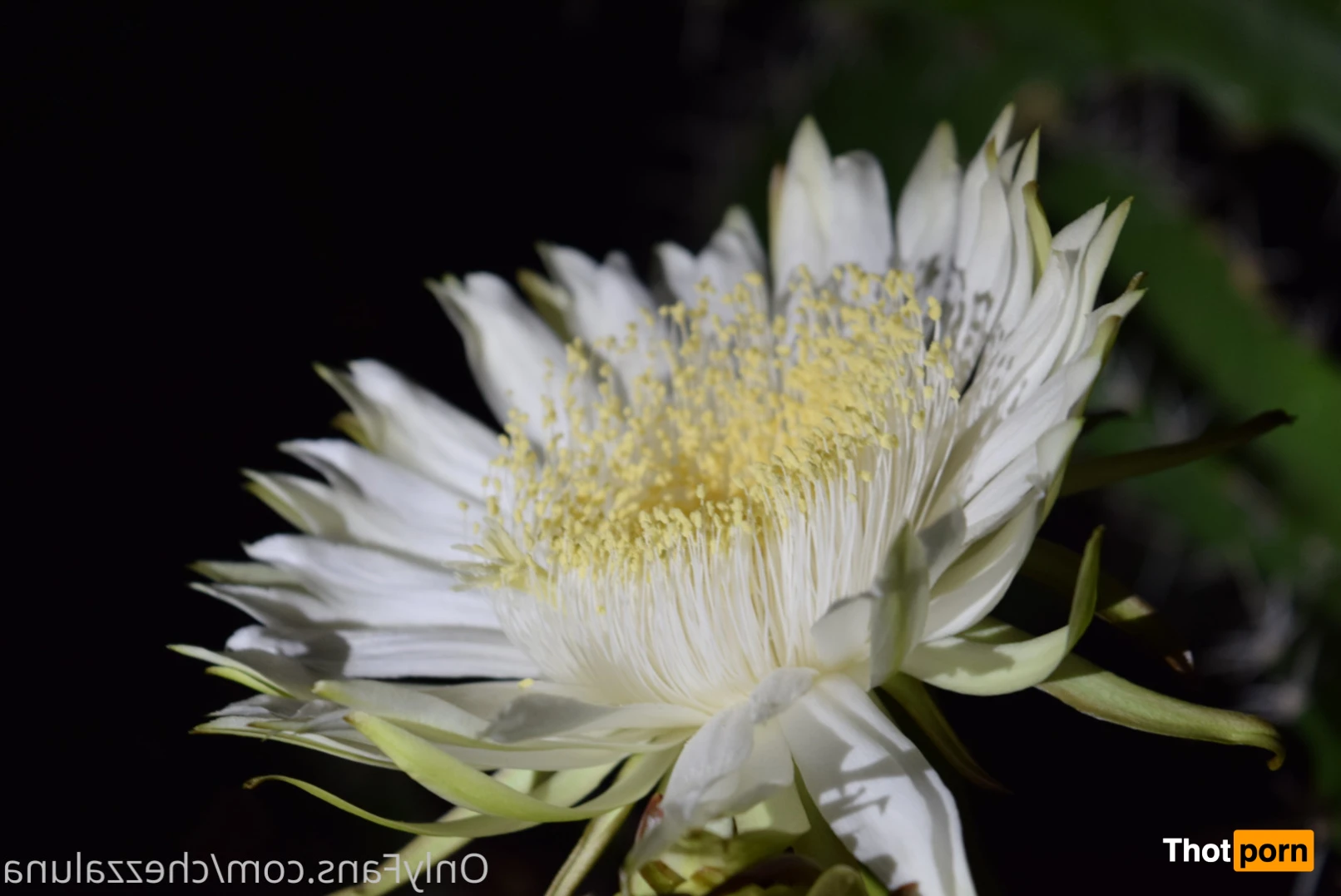 The lunar flower of perversion 12744485