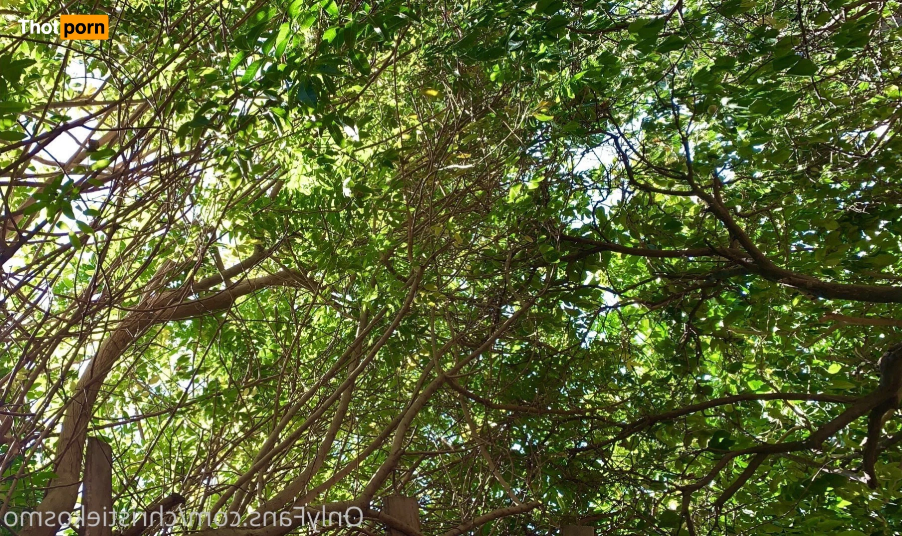 Cult of Kosmo 9108443