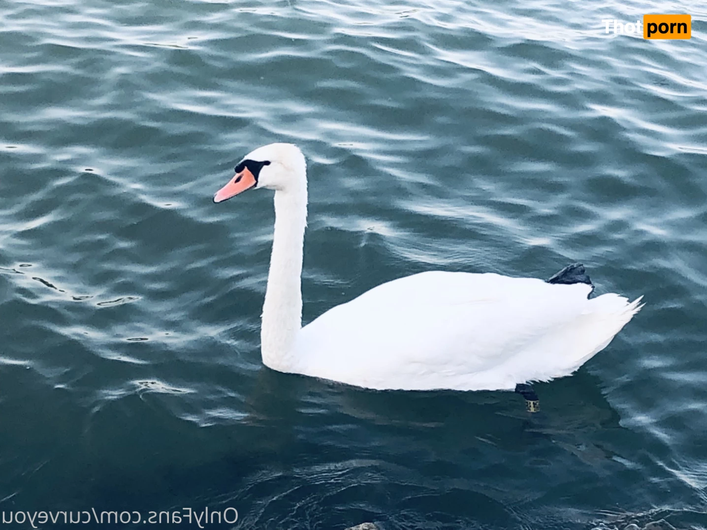 feetqueen 👑 🔥🏆 feet, pantyhose, teaser 8794961