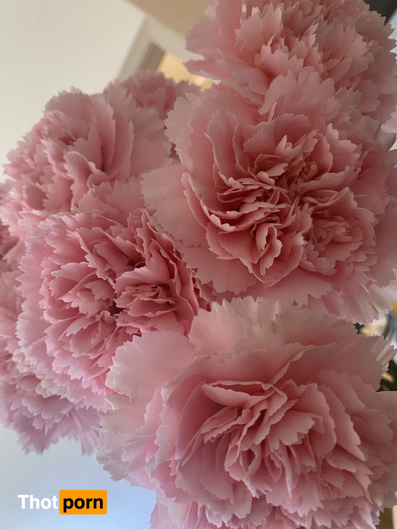 Princess Alex 11624806