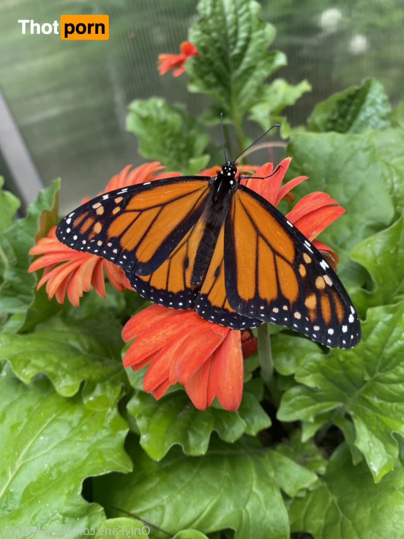 Kenslee Faye 10081697