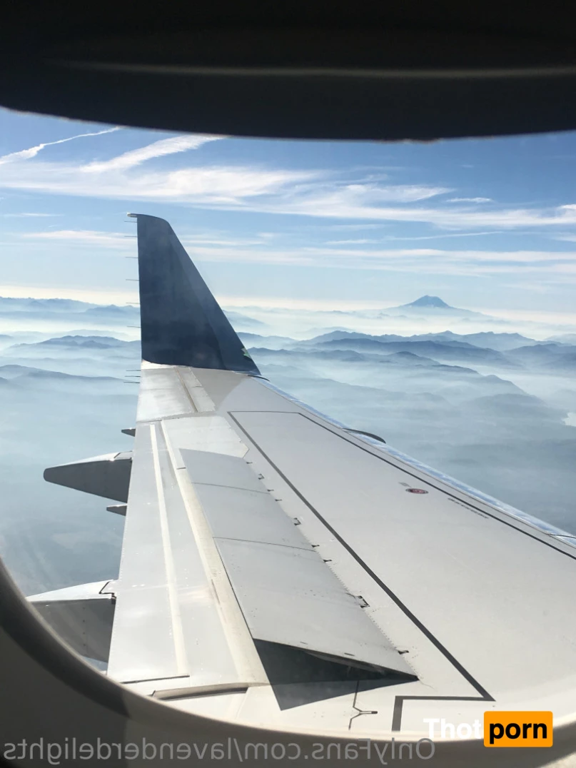 Lavender Delights 8644261