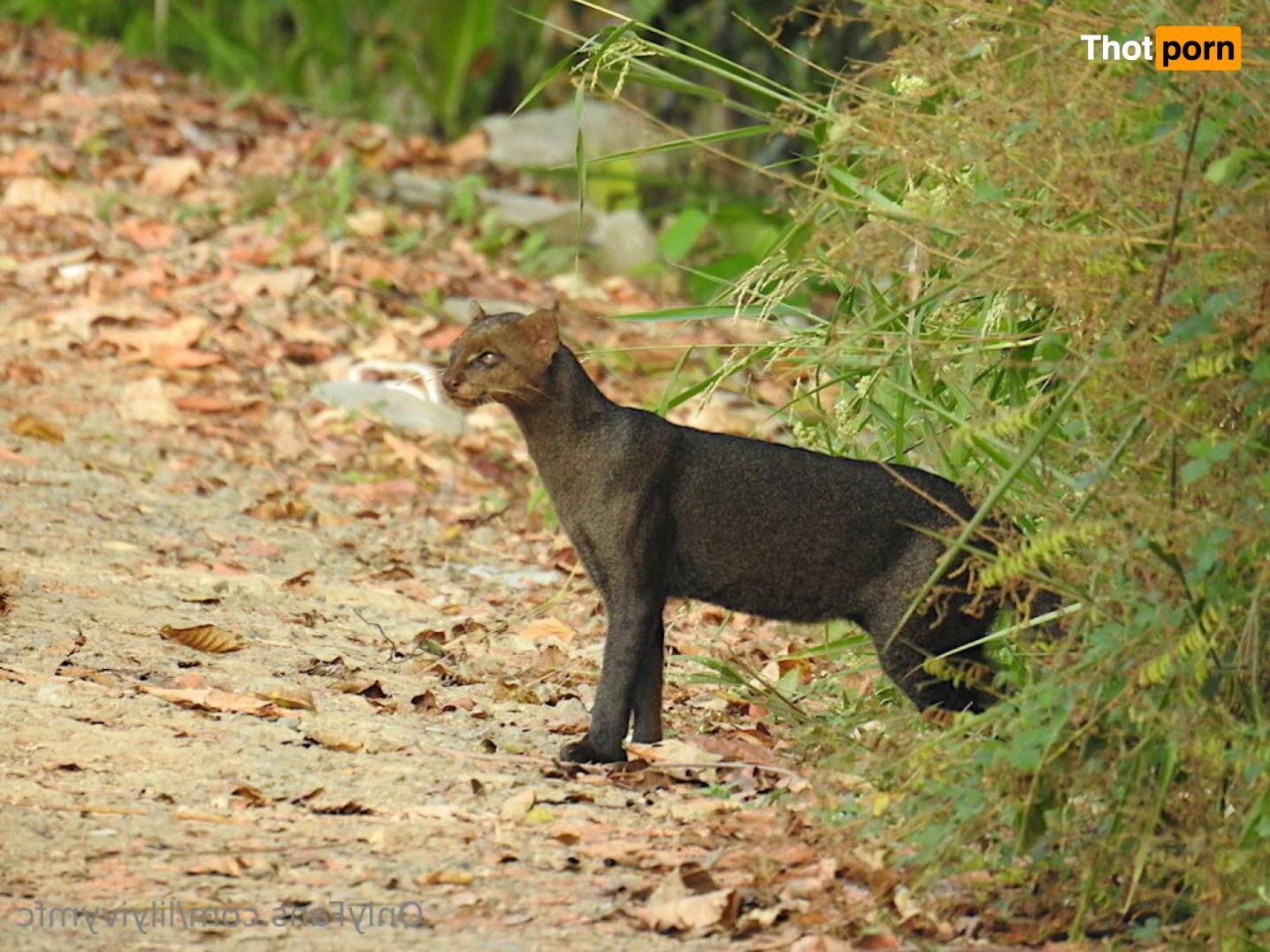 Lily Ivy ❊ 80% OFF! 8623919