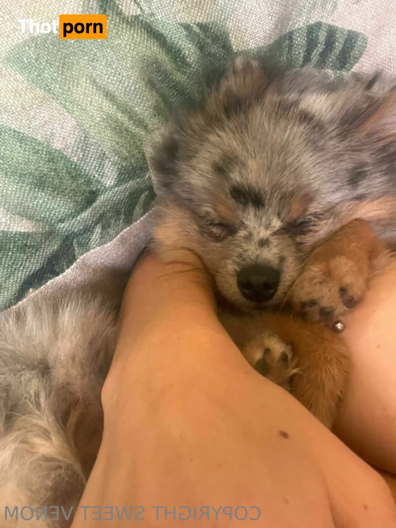 S W E E T V E N O M 8111573