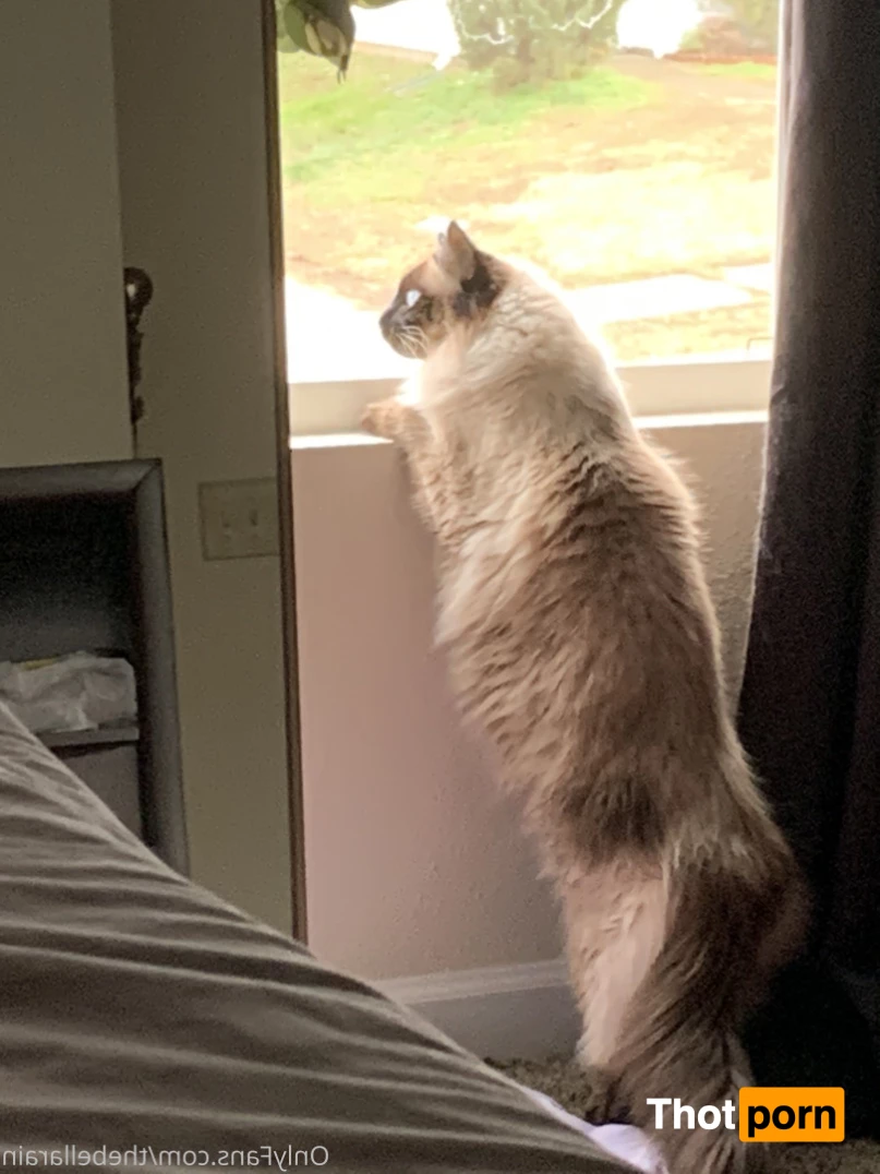 THEBELLARAIN-UNCENSORED 10016333