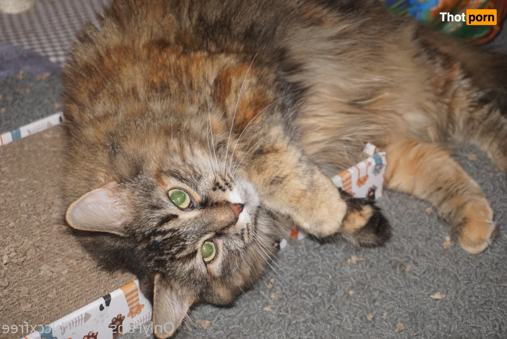 😈PIXXI NO PPV😈 16337904