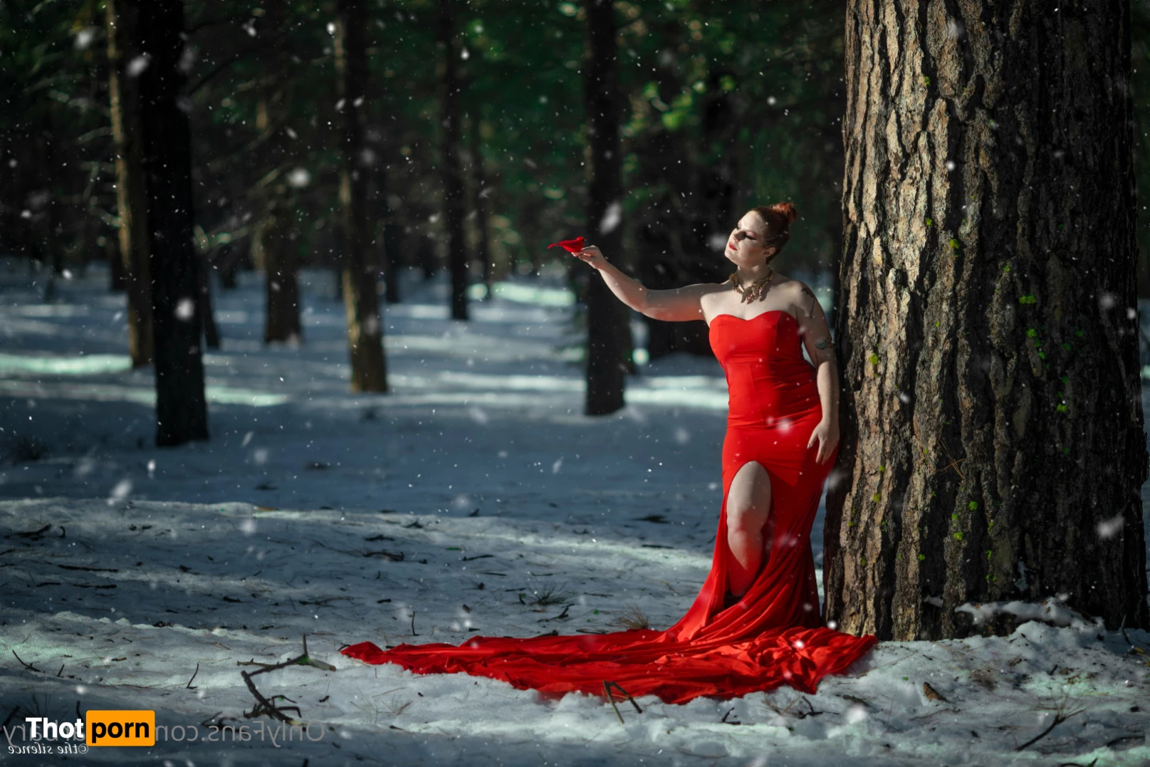 Barbary Rose 8077785