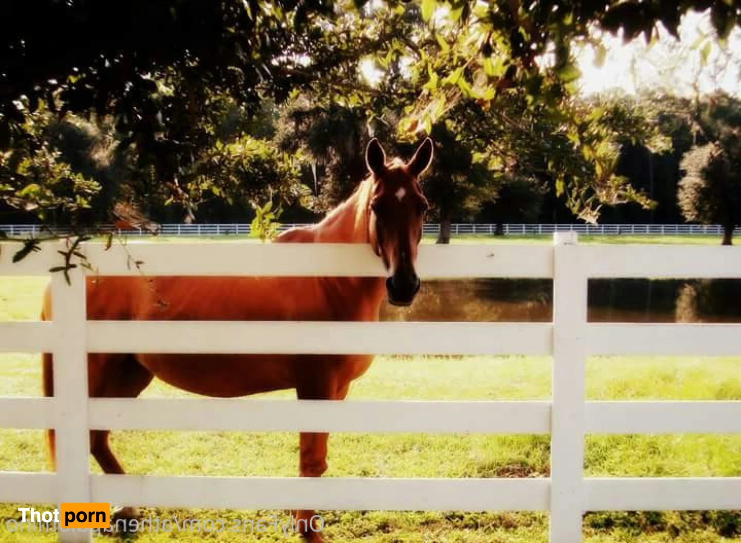 Athena Palomino 12761290