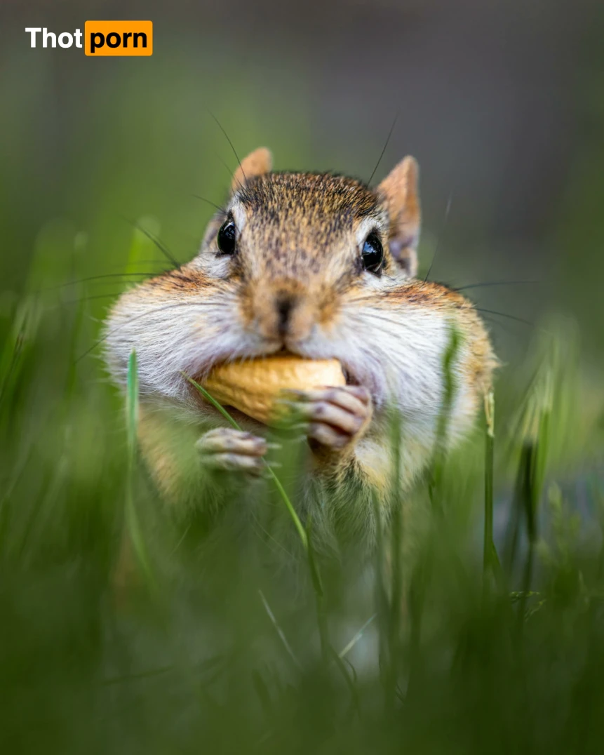 fatsackfails 13733933