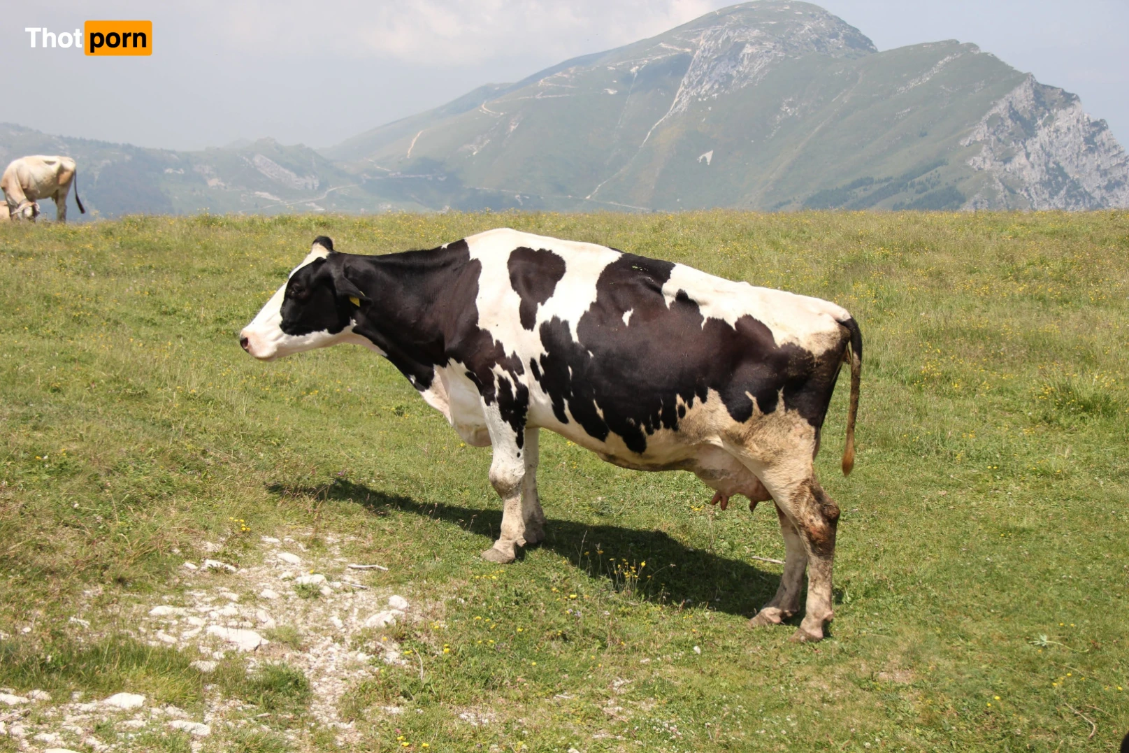 fatsackfails 13740595